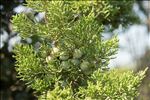 Juniperus phoenicea subsp. turbinata (Guss.) Arcang.