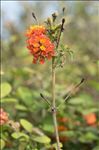 Lantana camara L.
