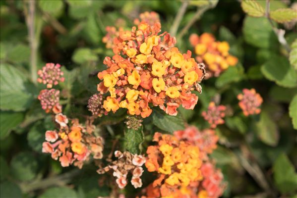 Lantana camara L.