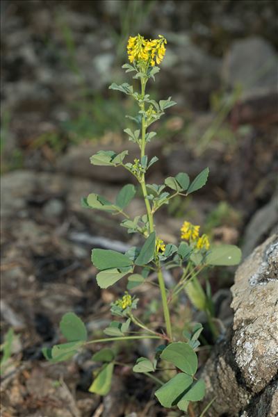 Trigonella segetalis (Brot.) Coulot & Rabaute