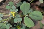 Trigonella segetalis (Brot.) Coulot & Rabaute