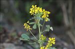 Trigonella segetalis (Brot.) Coulot & Rabaute