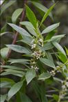 Myoporum laetum G.Forst.