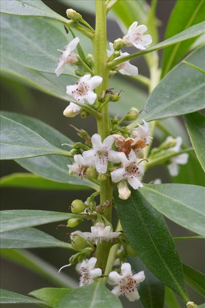 Myoporum laetum G.Forst.