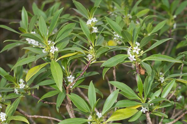 Myoporum tenuifolium G.Forst.