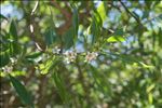 Myoporum tenuifolium G.Forst.