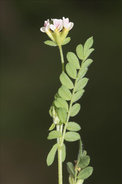 Ornithopus perpusillus L. subsp. perpusillus