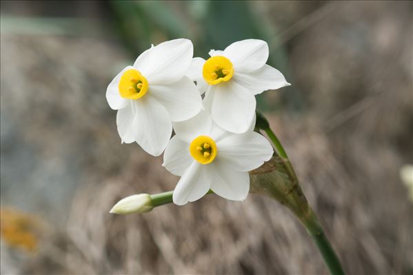 Narcissus tazetta L. subsp. tazetta