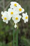 Narcissus tazetta L.