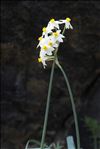 Narcissus tazetta L. subsp. tazetta