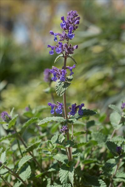 Nepeta racemosa Lam.