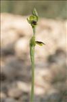 Ophrys marmorata G.Foelsche & W.Foelsche