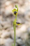 Ophrys marmorata G.Foelsche & W.Foelsche