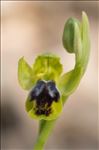 Ophrys marmorata G.Foelsche & W.Foelsche