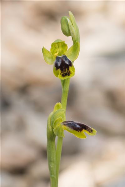 Ophrys marmorata G.Foelsche & W.Foelsche
