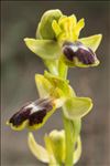 Ophrys marmorata G.Foelsche & W.Foelsche