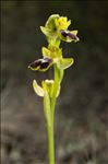Ophrys marmorata G.Foelsche & W.Foelsche
