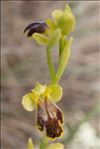 Ophrys marmorata G.Foelsche & W.Foelsche