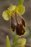 Ophrys marmorata G.Foelsche & W.Foelsche