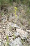 Ophrys marmorata G.Foelsche & W.Foelsche