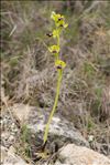 Ophrys marmorata G.Foelsche & W.Foelsche