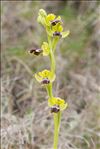 Ophrys marmorata G.Foelsche & W.Foelsche