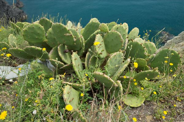 Opuntia stricta (Haw.) Haw.