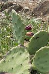 Opuntia stricta (Haw.) Haw.