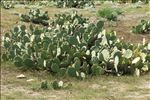 Opuntia stricta (Haw.) Haw.