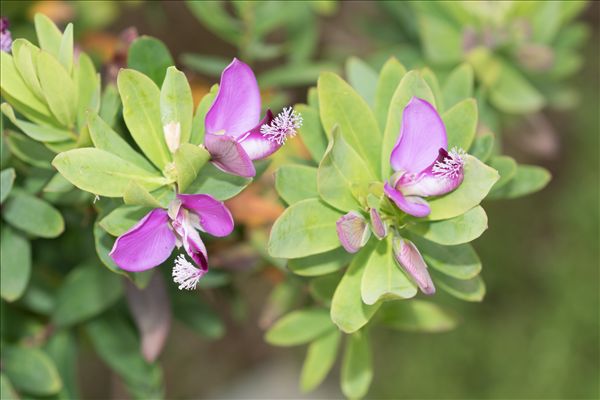 Polygala myrtifolia L.