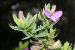 Polygala myrtifolia L.