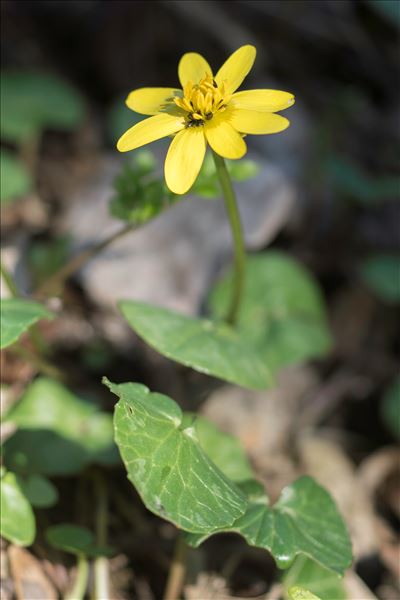 Ficaria verna subsp. ficariiformis (Rouy & Foucaud) Soó