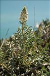 Reseda alba subsp. hookeri (Guss.) Arcang.