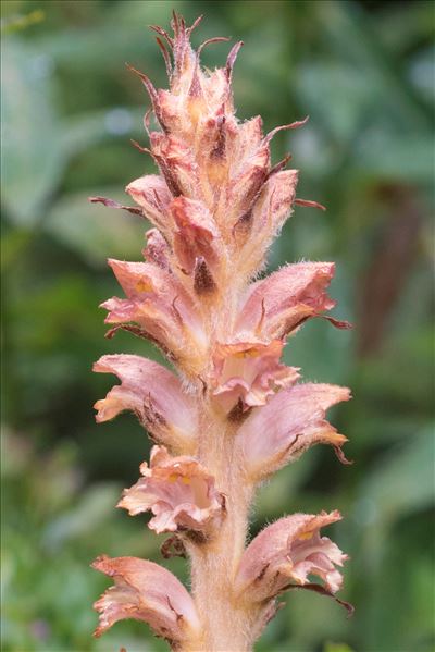 Orobanche rapum-genistae Thuill.