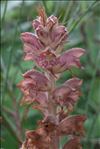 Orobanche rapum-genistae Thuill.