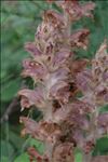 Orobanche rapum-genistae Thuill.