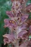 Orobanche rapum-genistae Thuill.