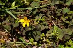 Oxalis corniculata var. atropurpurea (Van Houtte) P.Fourn.