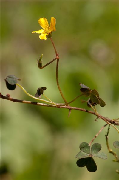 Oxalis corniculata L.