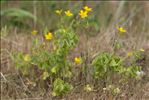 Oxalis dillenii Jacq.