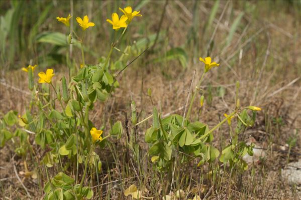 Oxalis dillenii Jacq.