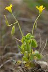 Oxalis dillenii Jacq.