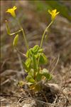 Oxalis dillenii Jacq.