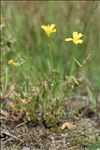 Oxalis dillenii Jacq.