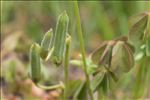 Oxalis dillenii Jacq.