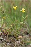 Oxalis dillenii Jacq.