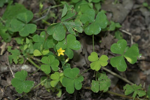 Oxalis stricta L.