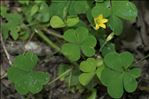 Oxalis stricta L.