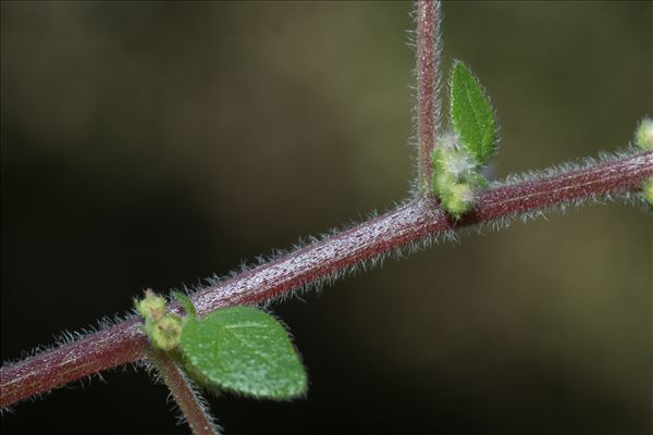 Parietaria judaica L.