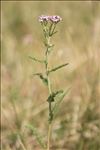 Achillea millefolium subsp. sudetica (Opiz) Oborny